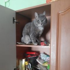Подробнее об объявлении «Пропал кот Бийск» Фото: пропала кошка  «Пропал кот Бийск» в г. Бийск