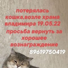 Картинка пропала кошка В городе Астрахань исчезла киса. Астрахань