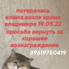 Подробнее об объявлении «Астрахань Пропала кошка» Фото: пропала кошка Британская короткошерстная кошка «Астрахань Пропала кошка» в г. Астрахань