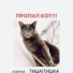 Подробнее об объявлении «Москва Пропал кот» Фото: пропала кошка  «Москва Пропал кот» в г. Москва