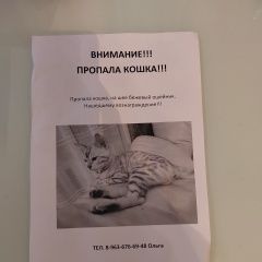Подробнее об объявлении «Москва Пропала кошка просьба помочь» Фото: пропала кошка Бенгальская кошка «Москва Пропала кошка просьба помочь» в г. Москва