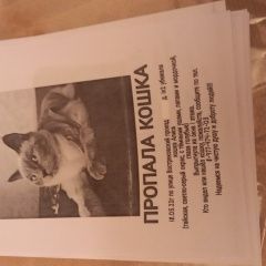 Подробнее об объявлении «Москва Пропала кошка помогите найти кошечку пожалуйста» Фото: пропала кошка Сиамская кошка «Москва Пропала кошка помогите найти кошечку...» в г. Москва