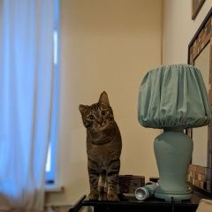 Подробнее об объявлении «Москва Пропала кошка» Фото: пропала кошка  «Москва Пропала кошка» в г. Москва