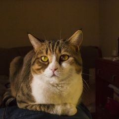 Подробнее об объявлении «Нижний Новгород Пропал кот» Фото: пропала кошка  «Нижний Новгород Пропал кот» в г. Нижний Новгород