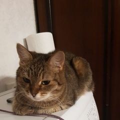 Подробнее об объявлении «Москва Пропала кошка» Фото: пропала кошка  «Москва Пропала кошка» в г. Москва