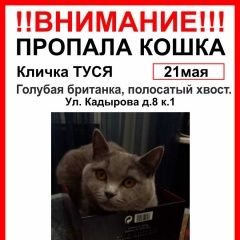 Подробнее об объявлении «Москва Пропала кошка туся» Фото: пропала кошка Британская длинношерстная кошка «Москва Пропала кошка туся» в г. Москва