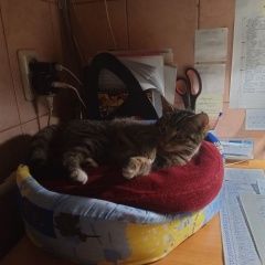 Подробнее об объявлении «Пропала кошка маруся Воронеж» Фото: пропала кошка  «Пропала кошка маруся Воронеж» в г. Воронеж