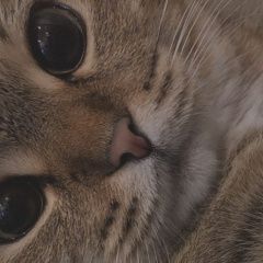 Подробнее об объявлении «Пропала кошка Володарское» Фото: пропала кошка  «Пропала кошка Володарское» в г. Володарское
