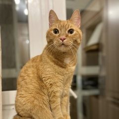 Подробнее об объявлении «Екатеринбург Пропал кот» Фото: пропала кошка  «Екатеринбург Пропал кот» в г. Екатеринбург