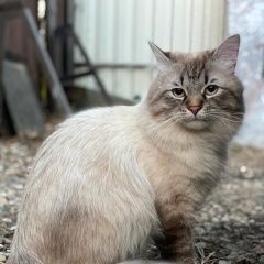 Подробнее об объявлении «Пропала кошка кот Загорянский» Фото: пропала кошка Невская маскарадная «Пропала кошка кот Загорянский» в г. Загорянский