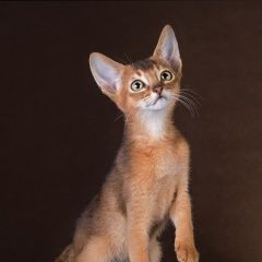 Подробнее об объявлении «Пропал котёнок абиссинец Керчь» Фото: пропала кошка Абиссинская кошка «Пропал котёнок абиссинец Керчь» в г. Керчь