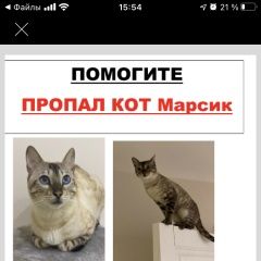 Подробнее об объявлении «Пропала кошка кот Киржач» Фото: пропала кошка  «Пропала кошка кот Киржач» в г. Киржач
