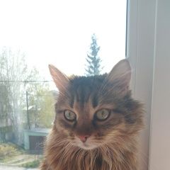 Подробнее об объявлении «Пропал кот пушистый кот оскар Новосибирск» Фото: пропала кошка  «Пропал кот пушистый кот оскар Новосибирск» в г. Новосибирск