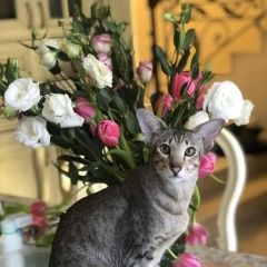 Подробнее об объявлении «Пропал кот. ориентал. Новосибирск» Фото: пропала кошка Ориентальная (восточная короткошерстная) «Пропал кот. ориентал. Новосибирск» в г. Новосибирск