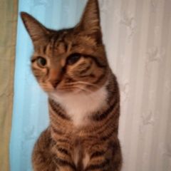 Подробнее об объявлении «Благовещенск (Амурская обл.) Пропала кошка гуляла на поводке, но вырвалась и убежала» Фото: пропала кошка  «Благовещенск (Амурская обл.) Пропала кошка...» в г. Благовещенск (Амурская обл.)