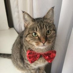 Подробнее об объявлении «Пропал кот, выбежал из квартиры, ким ю Хабаровск» Фото: пропала кошка  «Пропал кот, выбежал из квартиры, ким ю Хабаровск» в г. Хабаровск