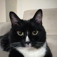 Подробнее об объявлении «Красноярск Пропала кошка» Фото: пропала кошка  «Красноярск Пропала кошка» в г. Красноярск