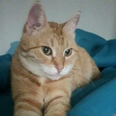 Подробнее об объявлении «Москва Пропала кошка м.отрадное» Фото: пропала кошка  «Москва Пропала кошка м.отрадное» в г. Москва