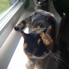 Подробнее об объявлении «Пропала кошка село константиново Сергиев Посад» Фото: пропала кошка Персидская кошка «Пропала кошка село константиново Сергиев Посад» в г. Сергиев Посад