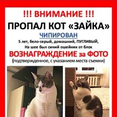Подробнее об объявлении «Москва Пропал кот» Фото: пропала кошка  «Москва Пропал кот» в г. Москва