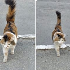 Подробнее об объявлении «Пропала кошка мурка Чебоксары» Фото: пропала кошка Сибирская кошка «Пропала кошка мурка Чебоксары» в г. Чебоксары