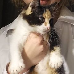 Подробнее об объявлении «Пропала кошка Карагай» Фото: пропала кошка  «Пропала кошка Карагай» в г. Карагай