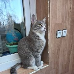 Подробнее об объявлении «Пропал кот, пушок Самара» Фото: пропала кошка  «Пропал кот, пушок Самара» в г. Самара