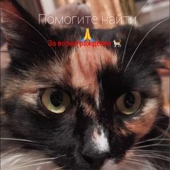 Подробнее об объявлении «Пропала кошка Ростов-на-Дону» Фото: пропала кошка  «Пропала кошка Ростов-на-Дону» в г. Ростов-на-Дону