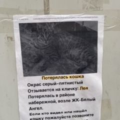Подробнее об объявлении «Пропала кошка Ростов-на-Дону» Фото: пропала кошка  «Пропала кошка Ростов-на-Дону» в г. Ростов-на-Дону
