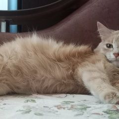 Подробнее об объявлении «Пропала кошка Иноземцево» Фото: пропала кошка  «Пропала кошка Иноземцево» в г. Иноземцево