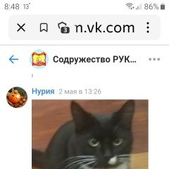 Подробнее об объявлении «Пропала кошка молодая кошечка черно белого окв Коломна» Фото: пропала кошка  «Пропала кошка молодая кошечка черно белого окв...» в г. Коломна