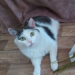 Картинка пропала кошка В городе Барнаул потерялась кошка. Барнаул