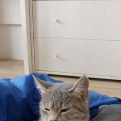 Подробнее об объявлении «Краснодар Пропала кошка п. знаменский» Фото: пропала кошка  «Краснодар Пропала кошка п. знаменский» в г. Краснодар