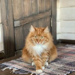 Подробнее об объявлении «Красноярск Пропал кот» Фото: пропала кошка Курильский бобтейл «Красноярск Пропал кот» в г. Красноярск