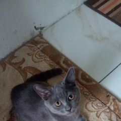 Подробнее об объявлении «Пропал кот. из окна выпал кот Реутов» Фото: пропала кошка  «Пропал кот. из окна выпал кот Реутов» в г. Реутов