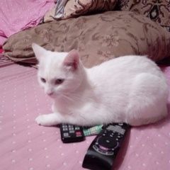 Подробнее об объявлении «Пропала кошка Климовск» Фото: пропала кошка  «Пропала кошка Климовск» в г. Климовск