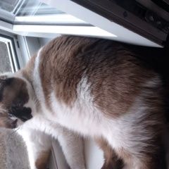 Подробнее об объявлении «Пропал кот Абакан Хакасия» Фото: пропала кошка Сноу-шу «Пропал кот Абакан Хакасия» в г. Абакан Хакасия