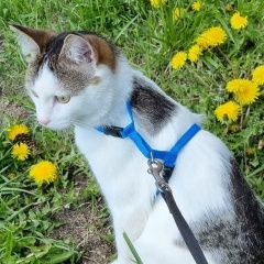 Подробнее об объявлении «Пропал кот Одинцово» Фото: пропала кошка  «Пропал кот Одинцово» в г. Одинцово