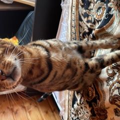 Подробнее об объявлении «Пропал кот фаня Киржач» Фото: пропала кошка Бенгальская кошка «Пропал кот фаня Киржач» в г. Киржач