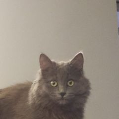 Подробнее об объявлении «Пропала кошка Таганрог» Фото: пропала кошка  «Пропала кошка Таганрог» в г. Таганрог