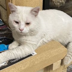 Подробнее об объявлении «Пропал кот Бронницы» Фото: пропала кошка  «Пропал кот Бронницы» в г. Бронницы