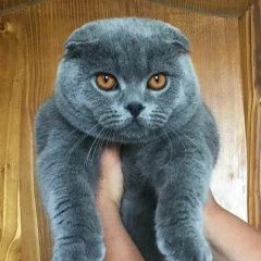 Подробнее об объявлении «Пропал кот шотландский, вислоухий Санкт-Петербург» Фото: пропала кошка Британская короткошерстная кошка «Пропал кот шотландский, вислоухий Санкт-Петербург» в г. Санкт-Петербург