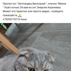 Подробнее об объявлении «Апрелевка Пропал кот» Фото: пропала кошка Скоттиш фолд (шотландская вислоухая) «Апрелевка Пропал кот» в г. Апрелевка