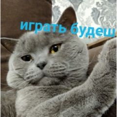 Подробнее об объявлении «Пропал кот Павлоград» Фото: пропала кошка Британская короткошерстная кошка «Пропал кот Павлоград» в г. Павлоград