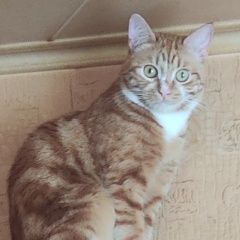 Подробнее об объявлении «Пропал кот Орехово-Зуево» Фото: пропала кошка  «Пропал кот Орехово-Зуево» в г. Орехово-Зуево