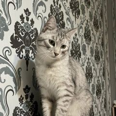 Подробнее об объявлении «Пропал кот Якутск» Фото: пропала кошка  «Пропал кот Якутск» в г. Якутск