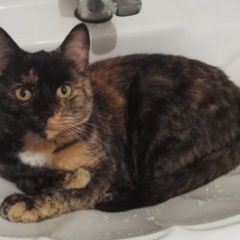 Подробнее об объявлении «Пропала кошка Ногинск» Фото: пропала кошка  «Пропала кошка Ногинск» в г. Ногинск