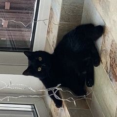 Подробнее об объявлении «Пропала кошка черная Кашира» Фото: пропала кошка Британская короткошерстная кошка «Пропала кошка черная Кашира» в г. Кашира