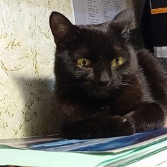 Подробнее об объявлении «Пропала кошка помогите найти Ишим» Фото: пропала кошка  «Пропала кошка помогите найти Ишим» в г. Ишим