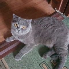 Подробнее об объявлении «Пропала кошка домашняя любимица Адлер» Фото: пропала кошка  «Пропала кошка домашняя любимица Адлер» в г. Адлер